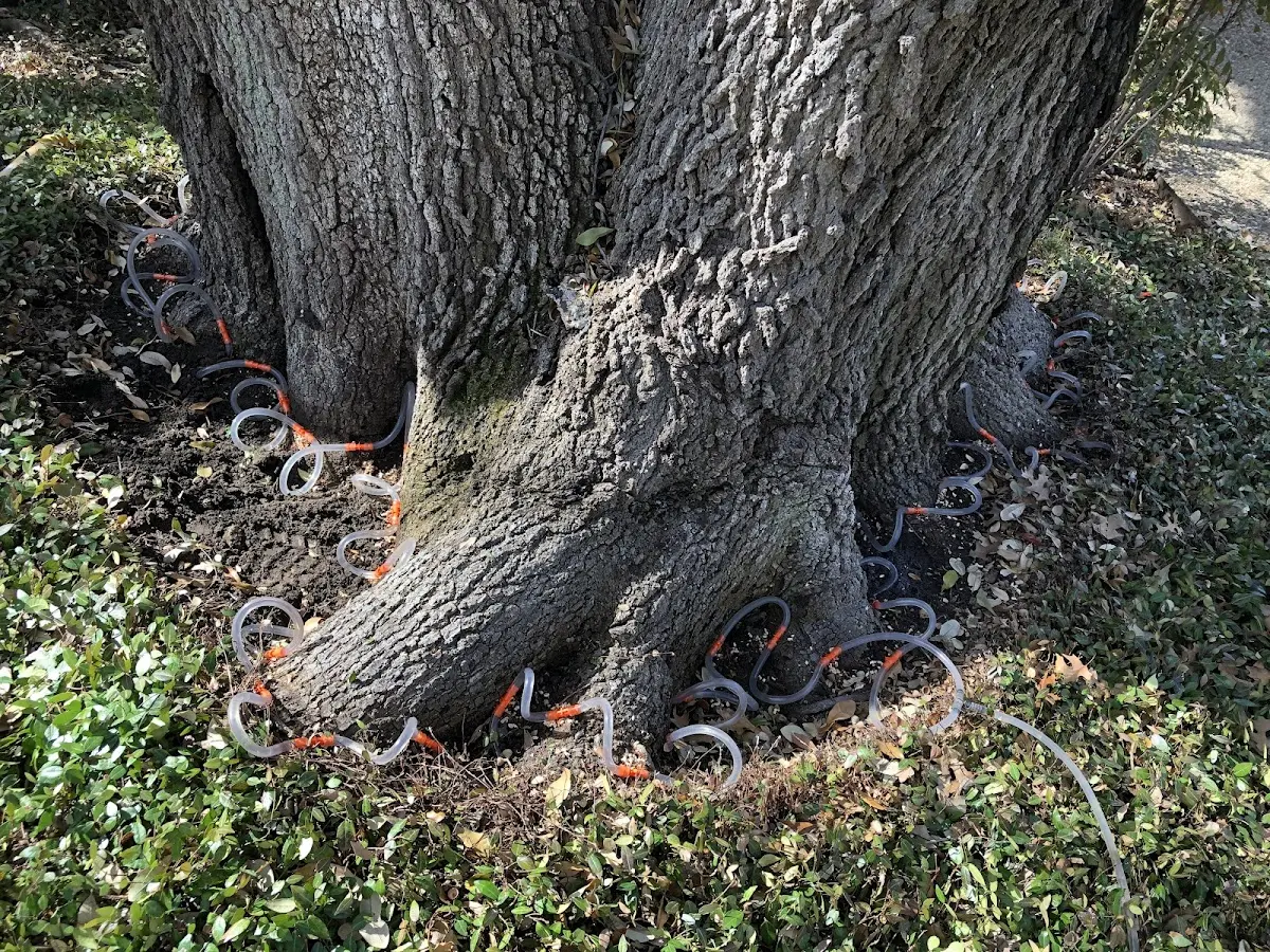 Detailed Tree Cabling and Bracing job site in Pinckney