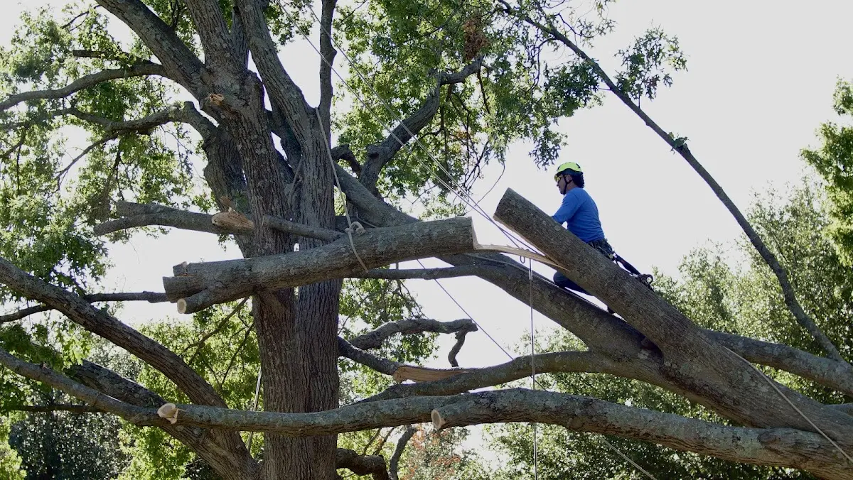 Professional Hazardous Tree Removal performed by certified arborists in Pinckney