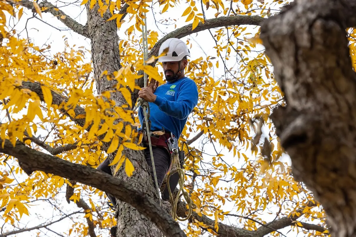 Skilled Storm Damage Cleanup crew working in Pinckney